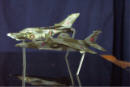 144 Air Force